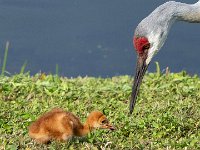 A1G6155c  Sandhill Crane (Antigone canadensis) - pair with 4-day-old colts